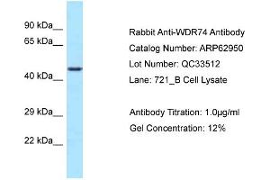 Western Blotting (WB) image for anti-WD Repeat Domain 74 (WDR74) (C-Term) antibody (ABIN2789311) (WDR74 anticorps  (C-Term))