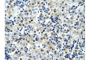 Immunohistochemistry (IHC) image for anti-Nuclear Transcription Factor Y, gamma (NFYC) (C-Term) antibody (ABIN2780913)