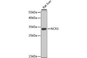 Western blot analysis of extracts of rat liver, using NCR3 antibody (ABIN2564055) at 1:1000 dilution. (NCR3 anticorps)