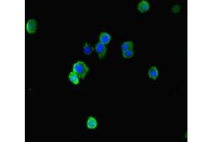 Immunofluorescence staining of HepG2 cells with ABIN7151516 at 1:333, counter-stained with DAPI. (EAF2 anticorps  (AA 6-100))