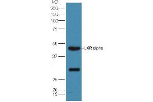 Mouse liver lysates probed with Rabbit Anti-LXR alpha + LXR beta Polyclonal Antibody, Unconjugated (ABIN2177438) at 1:300 overnight at 4 °C. (NR1H3 anticorps  (AA 361-447))