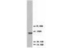 Image no. 2 for anti-C-Fos Induced Growth Factor (Vascular Endothelial Growth Factor D) (Figf) (AA 101-115) antibody (ABIN1493925) (VEGFD anticorps  (AA 101-115))