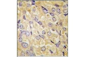 Image no. 2 for anti-Frizzled Family Receptor 1 (Fzd1) (AA 374-404), (Middle Region) antibody (ABIN357911) (FZD1 anticorps  (Middle Region))