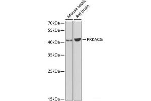 Western blot analysis of extracts of various cell lines using PRKACG Polyclonal Antibody at dilution of 1:1000. (PRKACG anticorps)