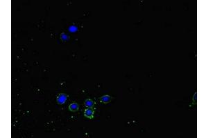 Immunofluorescent analysis of HepG2 cells using ABIN7161435 at dilution of 1:100 and Alexa Fluor 488-congugated AffiniPure Goat Anti-Rabbit IgG(H+L) (NRP2 anticorps  (AA 60-209))