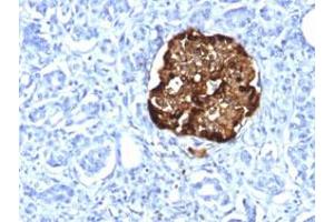 Immunohistochemical staining (Formalin-fixed paraffin-embedded sections) of human pancreas with CHGA recombinant monoclonal antibody, clone CHGA/1815R . (Recombinant Chromogranin A anticorps)