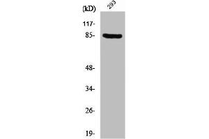 Western Blot analysis of 293 cells using PNPase Polyclonal Antibody (PNPT1 anticorps  (C-Term))