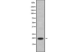 MYLPF anticorps  (C-Term)