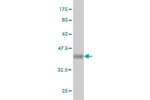 Western Blot detection against Immunogen (36.