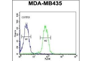ASM3A Antibody (C-term) (ABIN651168 and ABIN2840109) flow cytometric analysis of MDA-M cells (right histogram) compared to a negative control cell (left histogram). (SMPDL3A anticorps  (C-Term))