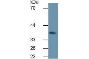 Detection antibody from the kit in WB with Positive Control:  Sample Mouse liver lysate. (IL1A Kit ELISA)