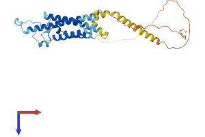 AlphaFold protein structure predicition of Human Recombinant MS4A1 Protein, UniprotID P11836