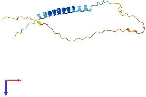 AlphaFold protein structure predicition of Human Recombinant TCEAL8 Protein, UniprotID Q8IYN2
