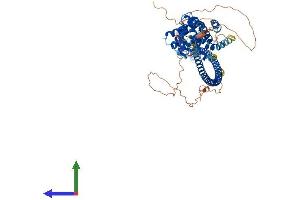 AlphaFold protein structure predicition of Human Recombinant CCDC138 Protein, UniprotID Q96M89