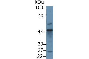 Western Blot; Sample: Human 293T cell lysate; Primary Ab: 1µg/ml Rabbit Anti-Human D2HGDH Antibody Second Ab: 0.