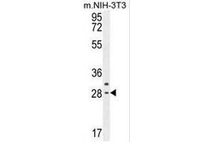 CLDN22 Antibody (Center) western blot analysis in mouse NIH-3T3 cell line lysates (35µg/lane). (Claudin 22 (CLDN22) (AA 97-126), (Middle Region) anticorps)