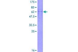 Image no. 1 for Succinate-CoA Ligase, alpha Subunit (SUCLG1) (AA 1-333) protein (GST tag) (ABIN1321841)