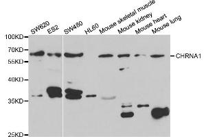 Western blot analysis of extracts of various cell lines, using CHRNA1 antibody. (CHRNA1 anticorps)