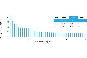 Protein Array (PAr) image for anti-PDZ and LIM Domain 5 (PDLIM5) antibody (ABIN7456030)