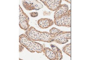 Immunohistochemical analysis of paraffin-embedded Human placenta tissue using (ABIN6242718 and ABIN6577914) performed on the Leica® BOND RXm.