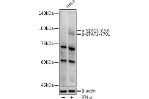 Western blot analysis of extracts of HeLa cells, using Phospho-ST-Y701 antibody (ABIN3019607, ABIN3019608, ABIN3019609 and ABIN1682075) at 1:1000 dilution. (STAT1 anticorps  (pTyr701))