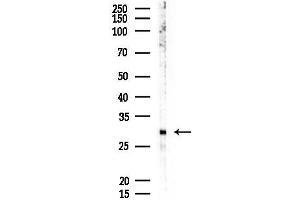 anti-Interleukin 27 (IL27) (Internal Region) antibody