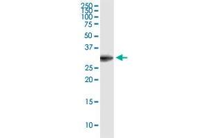 EEF1B2 monoclonal antibody (M11), clone 2C11. (EEF1B2 anticorps  (AA 1-225))