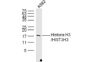 K562 Cell lysates probed with Histone H3 Polyclonal Antibody, unconjugated  at 1:300 overnight at 4°C followed by a conjugated secondary antibody at 1:10000 for 60 minutes at 37°C. (Histone 3 anticorps  (AA 71-136))