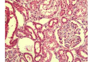 Anti-EMX1 antibody IHC staining of human kidney. (EMX1 anticorps  (N-Term))