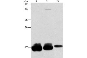 Western Blot analysis of Hela, hepg2 and A375 cell using IFITM3 Polyclonal Antibody at dilution of 1:500 (IFITM3 anticorps)