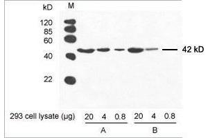 Primary antibody: A.