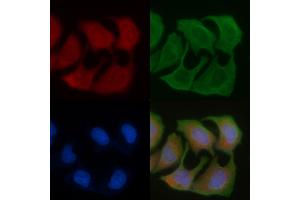 ABIN6256942 and ABIN6276055 staining Hela cells by IF/ICC. (Motilin Receptor anticorps  (C-Term))