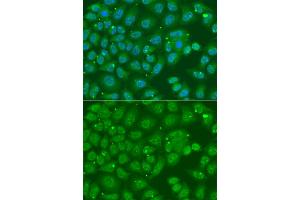 Immunofluorescence analysis of A549 cells using ANXA8L2 antibody (ABIN5975720). (ANXA8L2 anticorps)