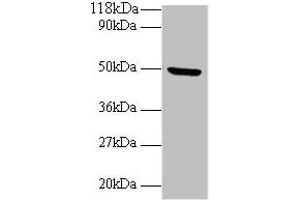 Western blot All lanes: BMP7 antibody at 2 μg/mL + Mouse kidney tissue Secondary Goat polyclonal to rabbit IgG at 1/10000 dilution Predicted band size: 50 kDa Observed band size: 50 kDa (BMP7 anticorps  (AA 293-431))