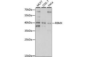 Western blot analysis of extracts of various cell lines, using RBMX antibody (ABIN6293747) at 1:1000 dilution.