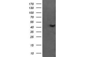 Image no. 1 for anti-Chromosome 2 Open Reading Frame 62 (C2orf62) antibody (ABIN1497054) (C2orf62 anticorps)