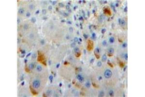 Used in DAB staining on fromalin fixed paraffin-embedded Liver tissue (SIGLEC7 anticorps  (AA 381-467))