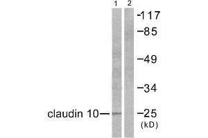 Western Blotting (WB) image for anti-Claudin 10 (CLDN10) (C-Term) antibody (ABIN1848466) (CLDN10 anticorps  (C-Term))