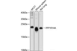 Western blot analysis of extracts of various cell lines using PPP1R14A Polyclonal Antibody at dilution of 1:1000. (CPI-17 anticorps)