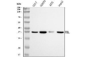 Western blot analysis of Fibrillarin/FBL using anti-Fibrillarin/FBL antibody (ABIN7602434).