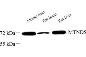 Western blot analysis of MTND5 (ABIN7074659) at dilution of 1: 1000 (MT-ND5 anticorps)