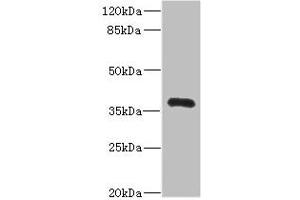 Western blot All lanes: NTM antibody IgG at 2. (Neurotrimin anticorps  (AA 30-316))