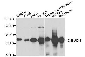 Western blot analysis of extracts of various cell lines, using EHHADH antibody. (EHHADH anticorps  (AA 444-723))