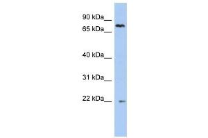 NHLRC2 antibody used at 1 ug/ml to detect target protein. (NHLRC2 anticorps  (N-Term))