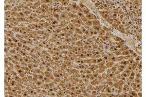 ABIN6275033 at 1/100 staining Mouse liver tissue by IHC-P. (C1QBP anticorps  (Internal Region))