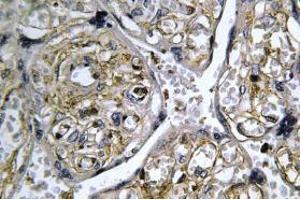 Image no. 1 for anti-Insulin-Like 4 (Placenta) (INSL4) antibody (ABIN317832) (INSL4 anticorps)
