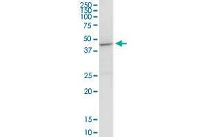 ACADM MaxPab rabbit polyclonal antibody. (Medium-Chain Specific Acyl-CoA Dehydrogenase, Mitochondrial (MCAD) (AA 1-421) anticorps)