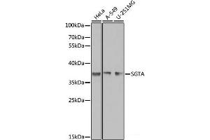 Western blot analysis of extracts of various cell lines using SGTA Polyclonal Antibody at dilution of 1:1000. (SGTA anticorps)
