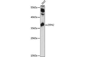 Western blot analysis of extracts of 293T cells, using ZFP42 antibody (ABIN7271483) at 1000 dilution.