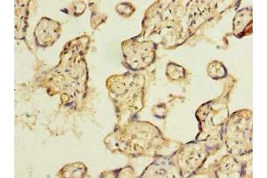 Immunohistochemistry of paraffin-embedded human placenta tissue using ABIN7151342 at dilution of 1:100 (TSSC1 anticorps  (AA 201-387))
